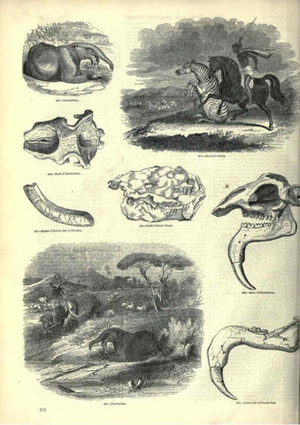 Reproducción/Reproduction 6092476923: The pictorial museum of animated nature. v.1. London :C. Cox,[1844?] 