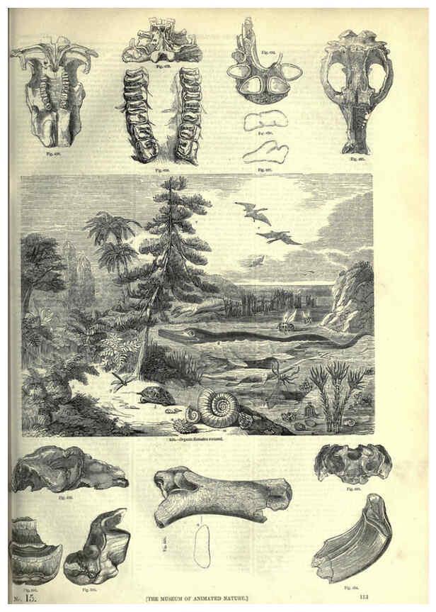Reproducción/Reproduction 6092477149: The pictorial museum of animated nature. v.1. London :C. Cox,[1844?] 