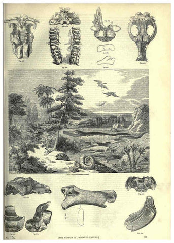 Reproducción/Reproduction 6092477149: The pictorial museum of animated nature. v.1. London :C. Cox,[1844?] 