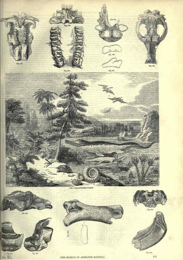 Reproducción/Reproduction 6092477149: The pictorial museum of animated nature. v.1. London :C. Cox,[1844?] 