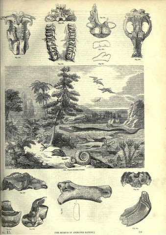 Reproducción/Reproduction 6092477149: The pictorial museum of animated nature. v.1. London :C. Cox,[1844?] 