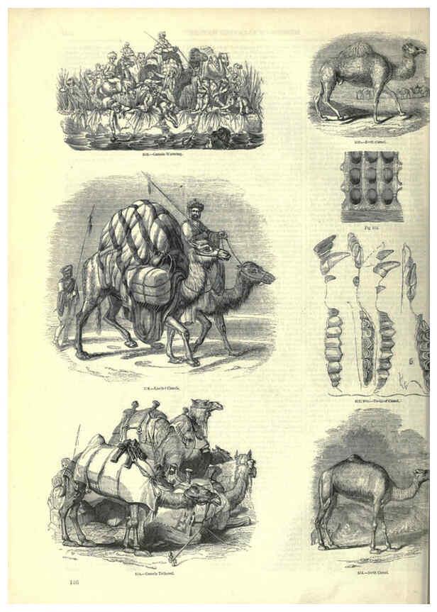Reproducción/Reproduction 6092477355: The pictorial museum of animated nature. v.1. London :C. Cox,[1844?] 