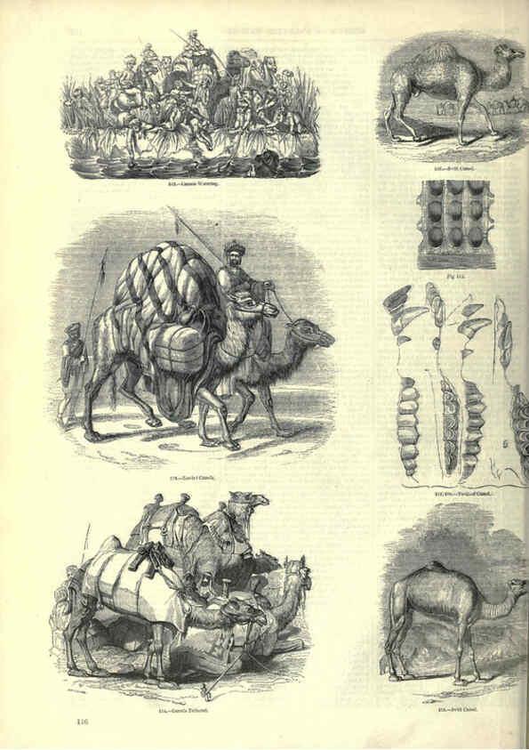 Reproducción/Reproduction 6092477355: The pictorial museum of animated nature. v.1. London :C. Cox,[1844?] 