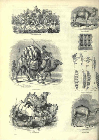 Reproducción/Reproduction 6092477355: The pictorial museum of animated nature. v.1. London :C. Cox,[1844?] 