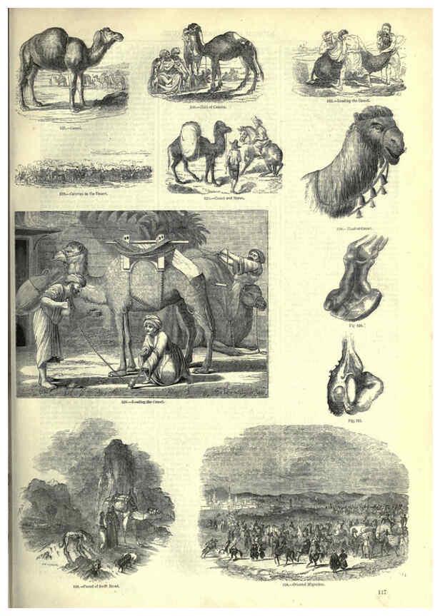 Reproducción/Reproduction 6093017684: The pictorial museum of animated nature. v.1. London :C. Cox,[1844?] 