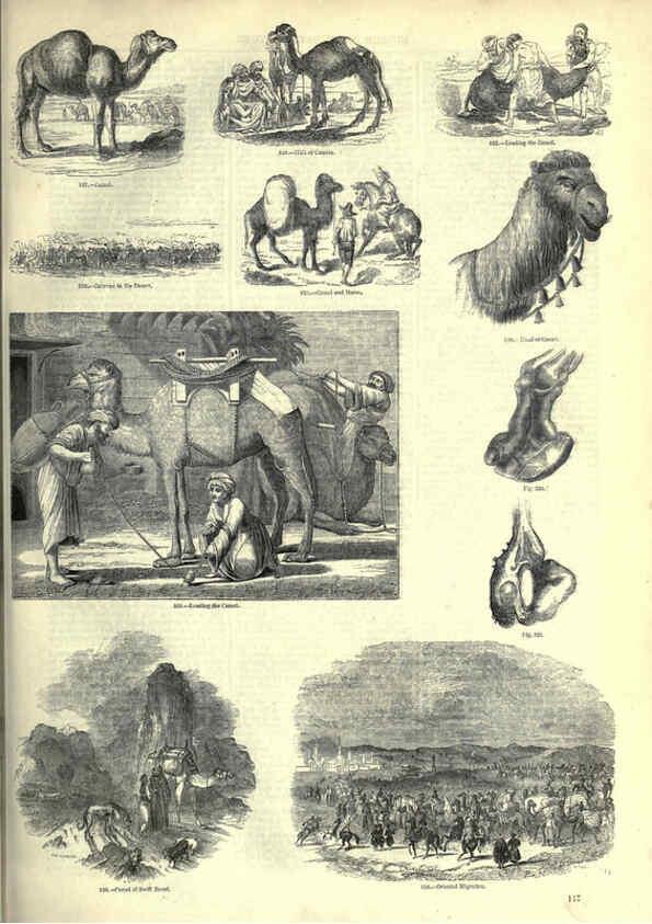 Reproducción/Reproduction 6093017684: The pictorial museum of animated nature. v.1. London :C. Cox,[1844?] 