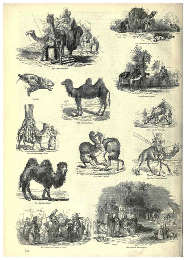 Reproducción/Reproduction 6092477855: The pictorial museum of animated nature. v.1. London :C. Cox,[1844?] 