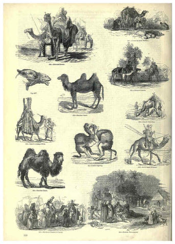 Reproducción/Reproduction 6092477855: The pictorial museum of animated nature. v.1. London :C. Cox,[1844?] 