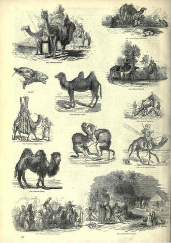 Reproducción/Reproduction 6092477855: The pictorial museum of animated nature. v.1. London :C. Cox,[1844?] 