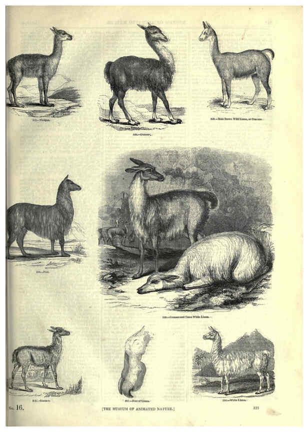 Reproducción/Reproduction 6092478187: The pictorial museum of animated nature. v.1. London :C. Cox,[1844?] 