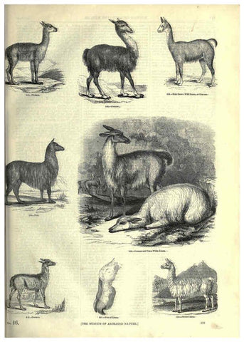 Reproducción/Reproduction 6092478187: The pictorial museum of animated nature. v.1. London :C. Cox,[1844?] 