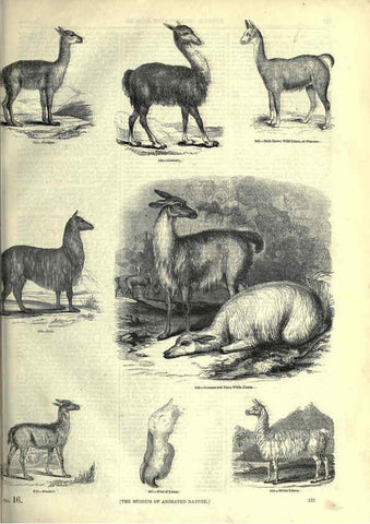 Reproducción/Reproduction 6092478187: The pictorial museum of animated nature. v.1. London :C. Cox,[1844?] 