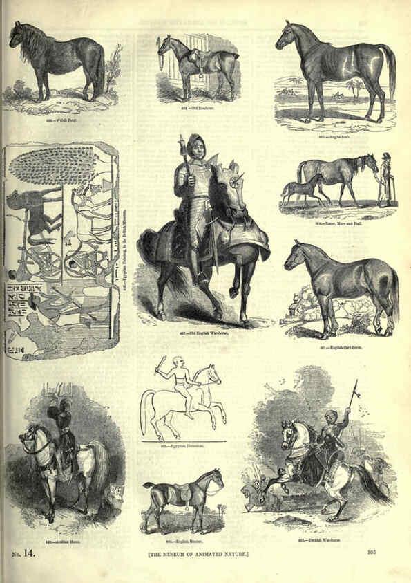 Reproducción/Reproduction 6092476197: The pictorial museum of animated nature. v.1. London :C. Cox,[1844?] 