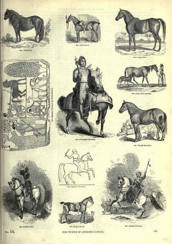 Reproducción/Reproduction 6092476197: The pictorial museum of animated nature. v.1. London :C. Cox,[1844?] 