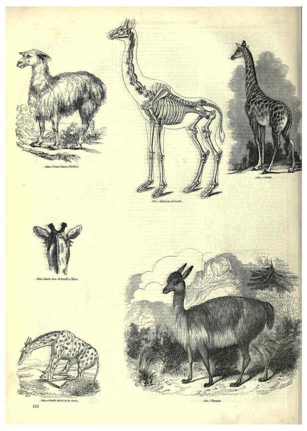 Reproducción/Reproduction 6093018418: The pictorial museum of animated nature. v.1. London :C. Cox,[1844?] 