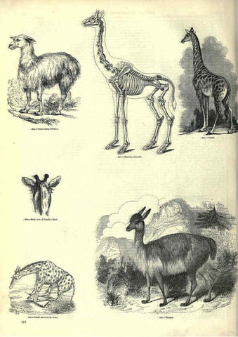 Reproducción/Reproduction 6093018418: The pictorial museum of animated nature. v.1. London :C. Cox,[1844?] 