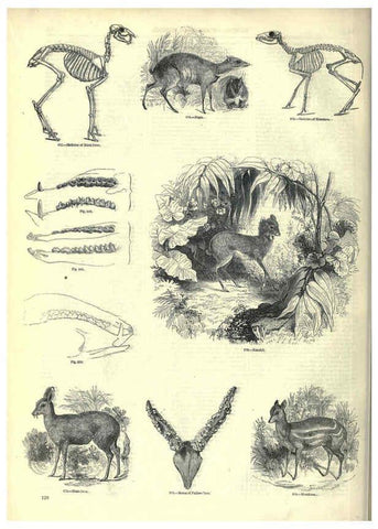Reproducción/Reproduction 6092478877: The pictorial museum of animated nature. v.1. London :C. Cox,[1844?] 