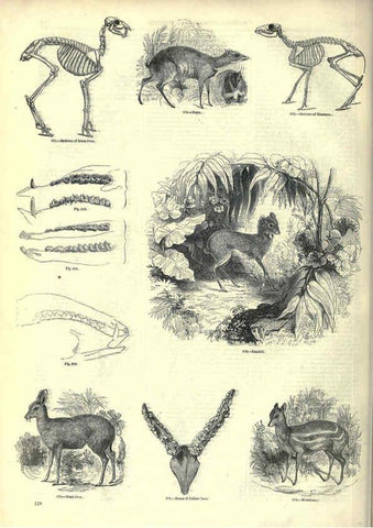 Reproducción/Reproduction 6092478877: The pictorial museum of animated nature. v.1. London :C. Cox,[1844?] 
