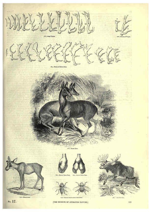 Reproducción/Reproduction 6092479241: The pictorial museum of animated nature. v.1. London :C. Cox,[1844?] 