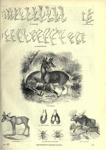 Reproducción/Reproduction 6092479241: The pictorial museum of animated nature. v.1. London :C. Cox,[1844?] 