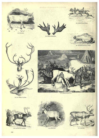 Reproducción/Reproduction 6092479427: The pictorial museum of animated nature. v.1. London :C. Cox,[1844?] 