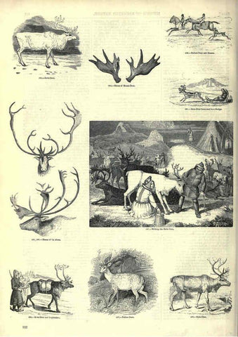Reproducción/Reproduction 6092479427: The pictorial museum of animated nature. v.1. London :C. Cox,[1844?] 