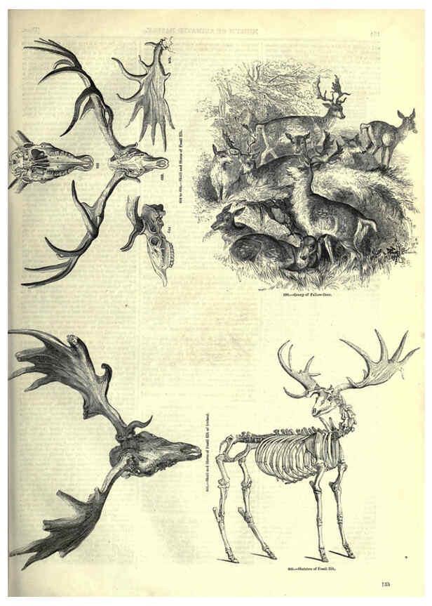 Reproducción/Reproduction 6093019646: The pictorial museum of animated nature. v.1. London :C. Cox,[1844?] 