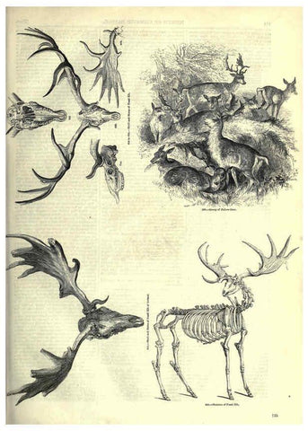 Reproducción/Reproduction 6093019646: The pictorial museum of animated nature. v.1. London :C. Cox,[1844?] 