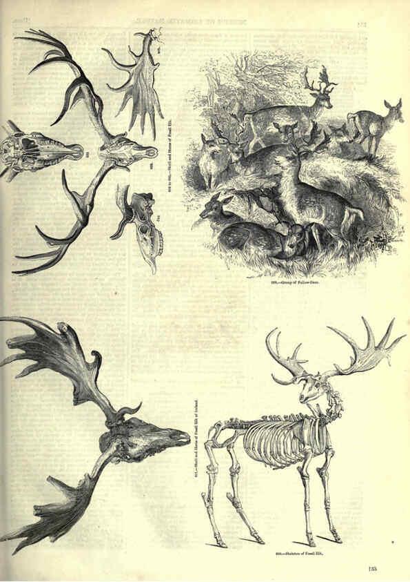 Reproducción/Reproduction 6093019646: The pictorial museum of animated nature. v.1. London :C. Cox,[1844?] 
