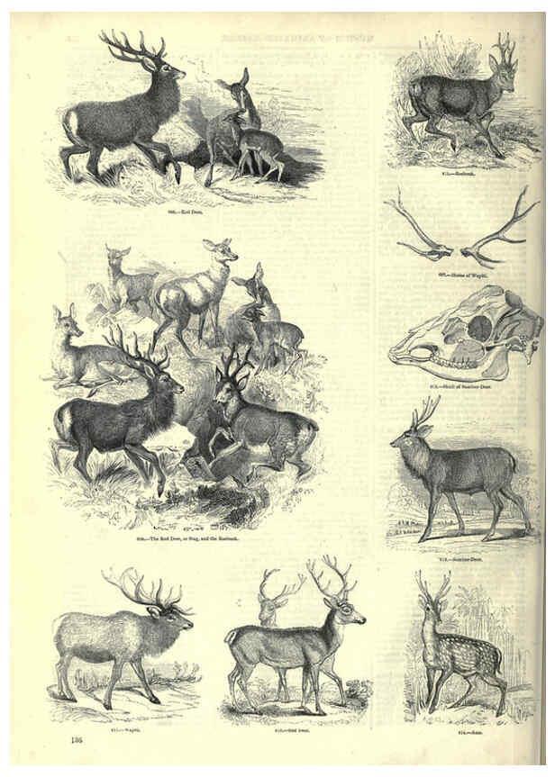Reproducción/Reproduction 6093020024: The pictorial museum of animated nature. v.1. London :C. Cox,[1844?] 