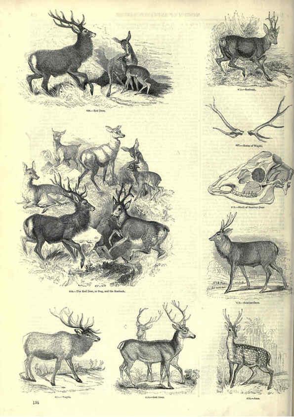 Reproducción/Reproduction 6093020024: The pictorial museum of animated nature. v.1. London :C. Cox,[1844?] 