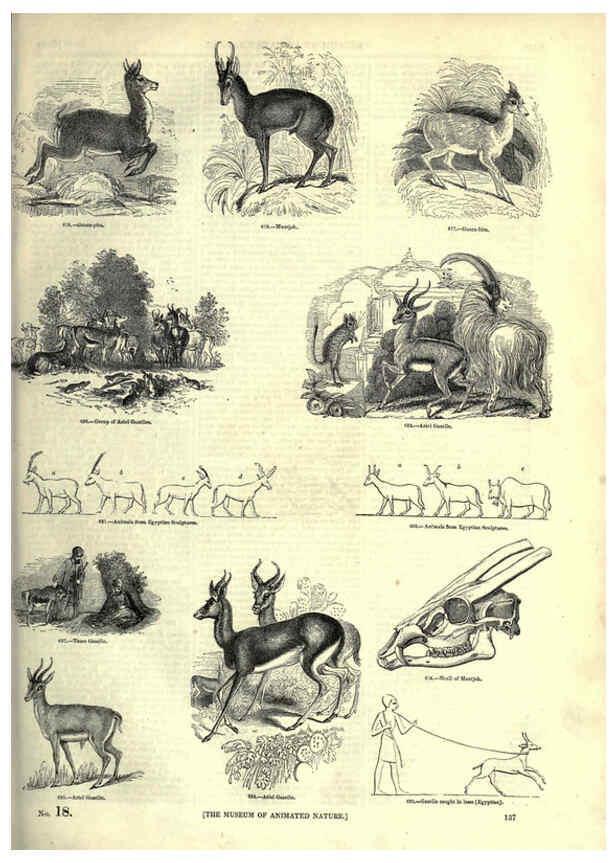 Reproducción/Reproduction 6092480211: The pictorial museum of animated nature. v.1. London :C. Cox,[1844?] 