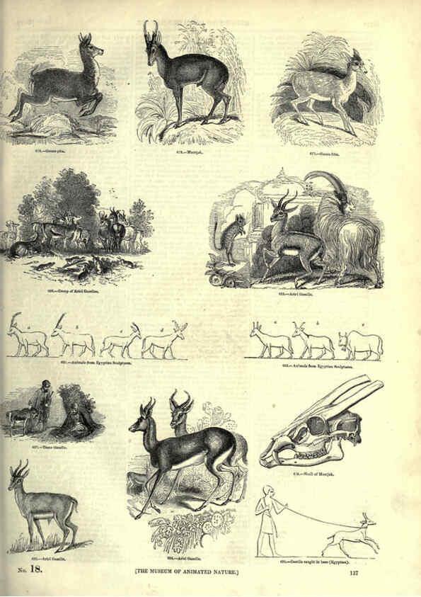 Reproducción/Reproduction 6092480211: The pictorial museum of animated nature. v.1. London :C. Cox,[1844?] 