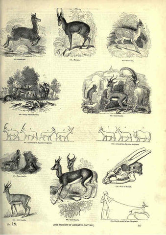 Reproducción/Reproduction 6092480211: The pictorial museum of animated nature. v.1. London :C. Cox,[1844?] 