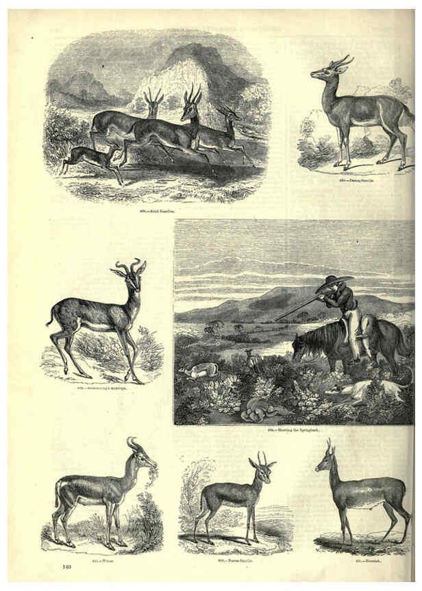 Reproducción/Reproduction 6093020450: The pictorial museum of animated nature. v.1. London :C. Cox,[1844?] 