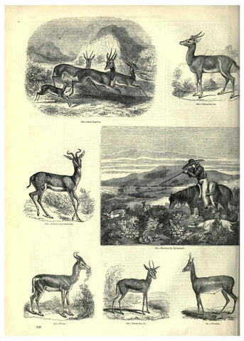 Reproducción/Reproduction 6093020450: The pictorial museum of animated nature. v.1. London :C. Cox,[1844?] 