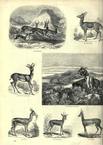 Reproducción/Reproduction 6093020450: The pictorial museum of animated nature. v.1. London :C. Cox,[1844?] 