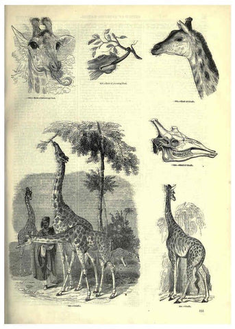 Reproducción/Reproduction 6092478649: The pictorial museum of animated nature. v.1. London :C. Cox,[1844?] 