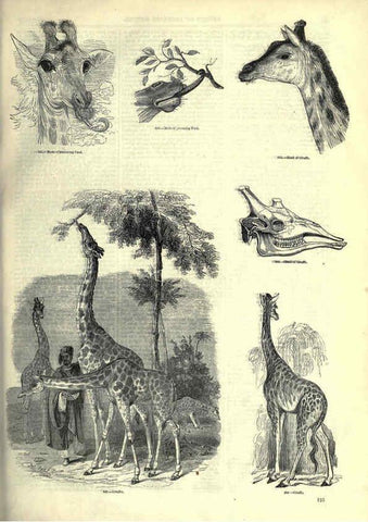 Reproducción/Reproduction 6092478649: The pictorial museum of animated nature. v.1. London :C. Cox,[1844?] 