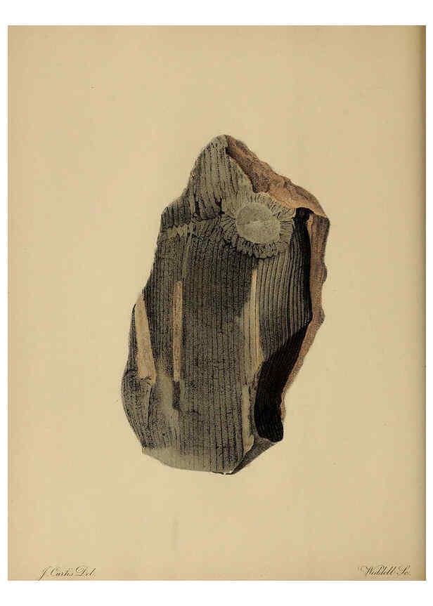 Reproducción/Reproduction 6077488048: A pictorial atlas of fossil remains London :H.G. Bohn,1850