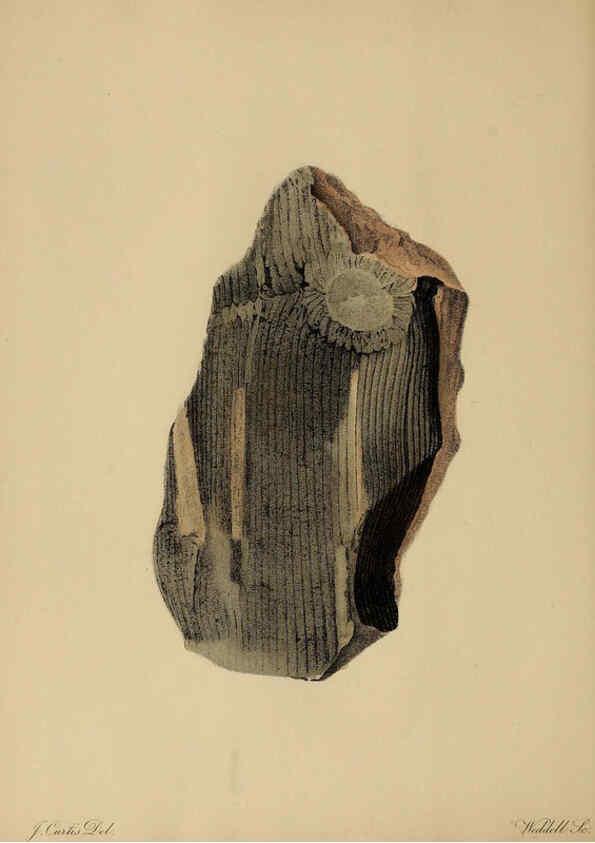 Reproducción/Reproduction 6077488048: A pictorial atlas of fossil remains London :H.G. Bohn,1850