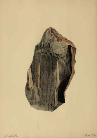 Reproducción/Reproduction 6077488048: A pictorial atlas of fossil remains London :H.G. Bohn,1850