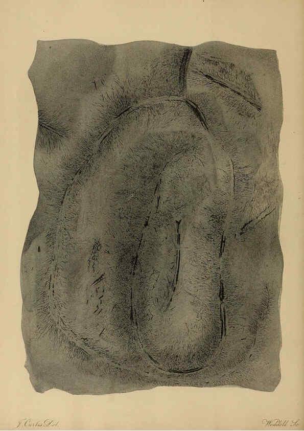 Reproducción/Reproduction 6077487536: A pictorial atlas of fossil remains London :H.G. Bohn,1850