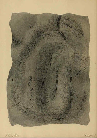 Reproducción/Reproduction 6077487536: A pictorial atlas of fossil remains London :H.G. Bohn,1850