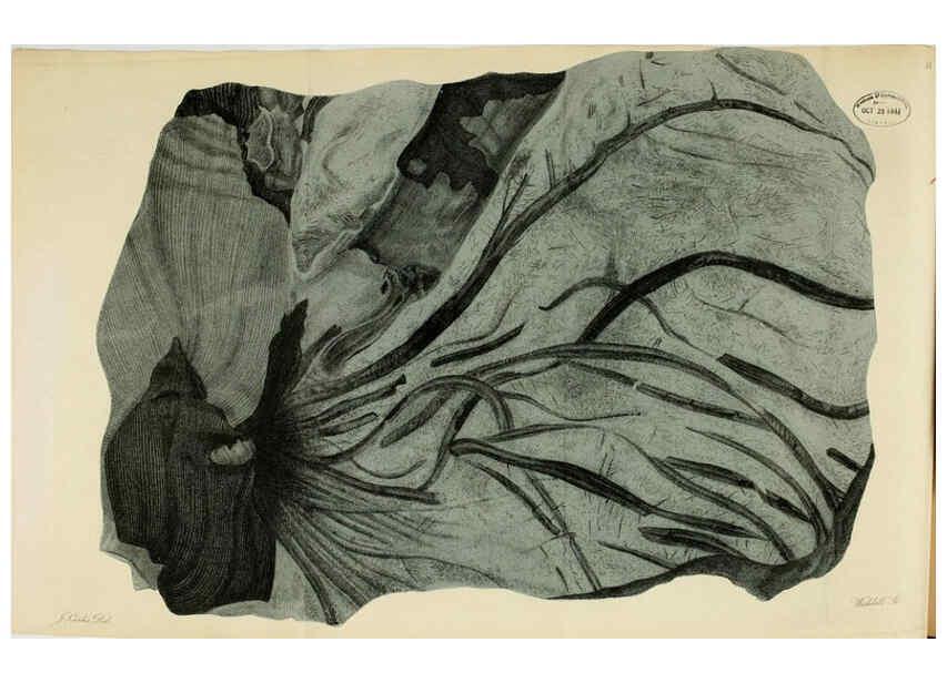 Reproducción/Reproduction 6077487218: A pictorial atlas of fossil remains London :H.G. Bohn,1850