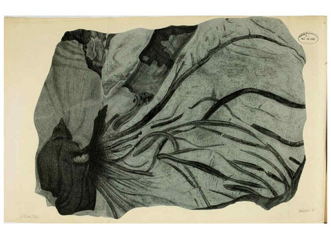 Reproducción/Reproduction 6077487218: A pictorial atlas of fossil remains London :H.G. Bohn,1850