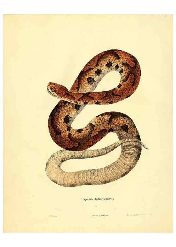 Reproducción/Reproduction 6075891023: North American herpetology. v.2. Philadelphia :J. Dobson,1836-1840