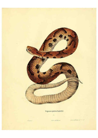 Reproducción/Reproduction 6075891023: North American herpetology. v.2. Philadelphia :J. Dobson,1836-1840