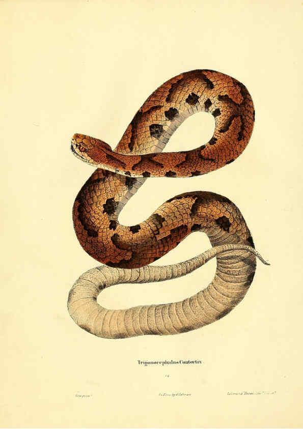 Reproducción/Reproduction 6075891023: North American herpetology. v.2. Philadelphia :J. Dobson,1836-1840