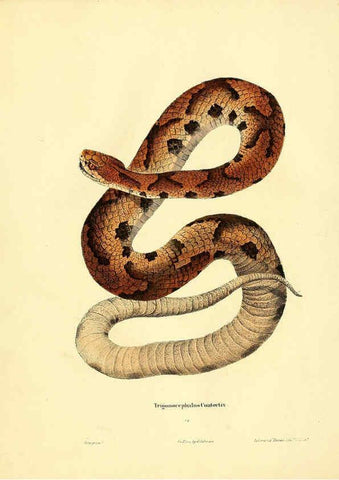 Reproducción/Reproduction 6075891023: North American herpetology. v.2. Philadelphia :J. Dobson,1836-1840